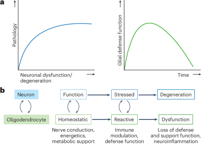 Oligodendrocytes in Alzheimer’s disease pathophysiology