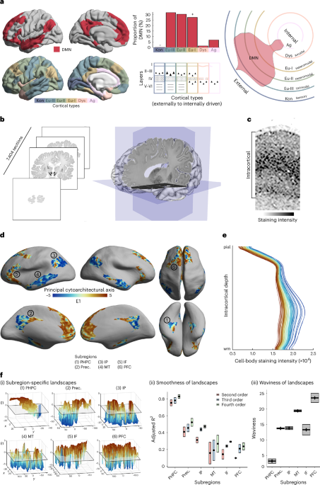 The architecture of the human default mode network explored through cytoarchitecture, wiring and signal flow