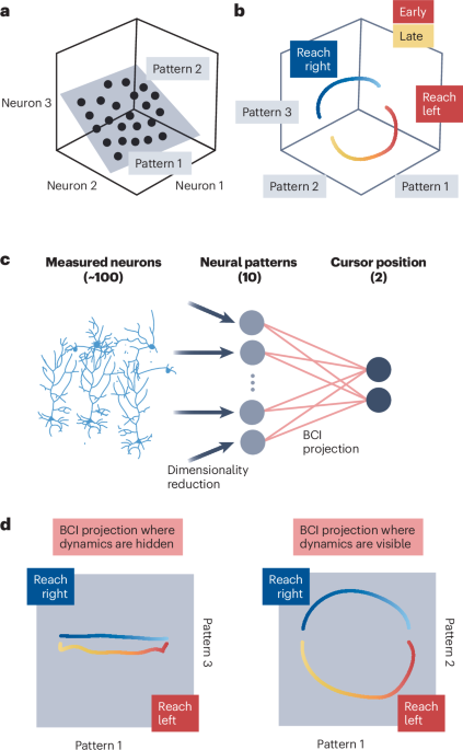 Neural populations are dynamic but constrained