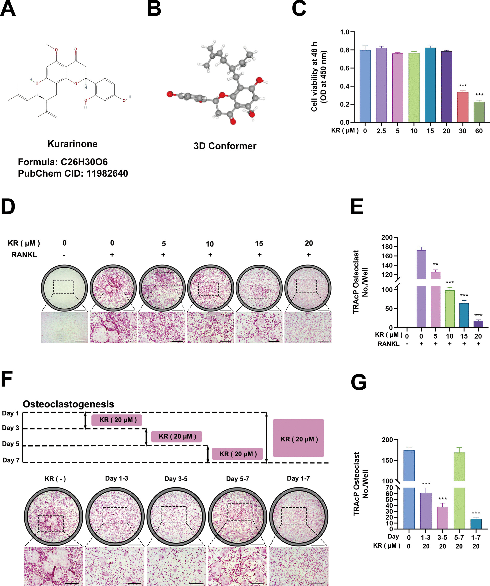 Kurarinone Mitigates LPS-Induced Inflammatory Osteolysis by Inhibiting Osteoclastogenesis Through the Reduction of ROS Levels and Suppression of the PI3K/AKT Signaling Pathway