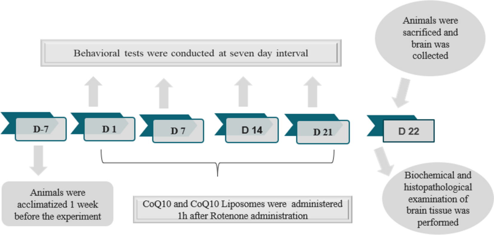 Mitigation of Neuroinflammation and Oxidative Stress in Rotenone-Induced Parkinson Mouse Model through Liposomal Coenzyme-Q10 Intervention: A Comprehensive In-vivo Study