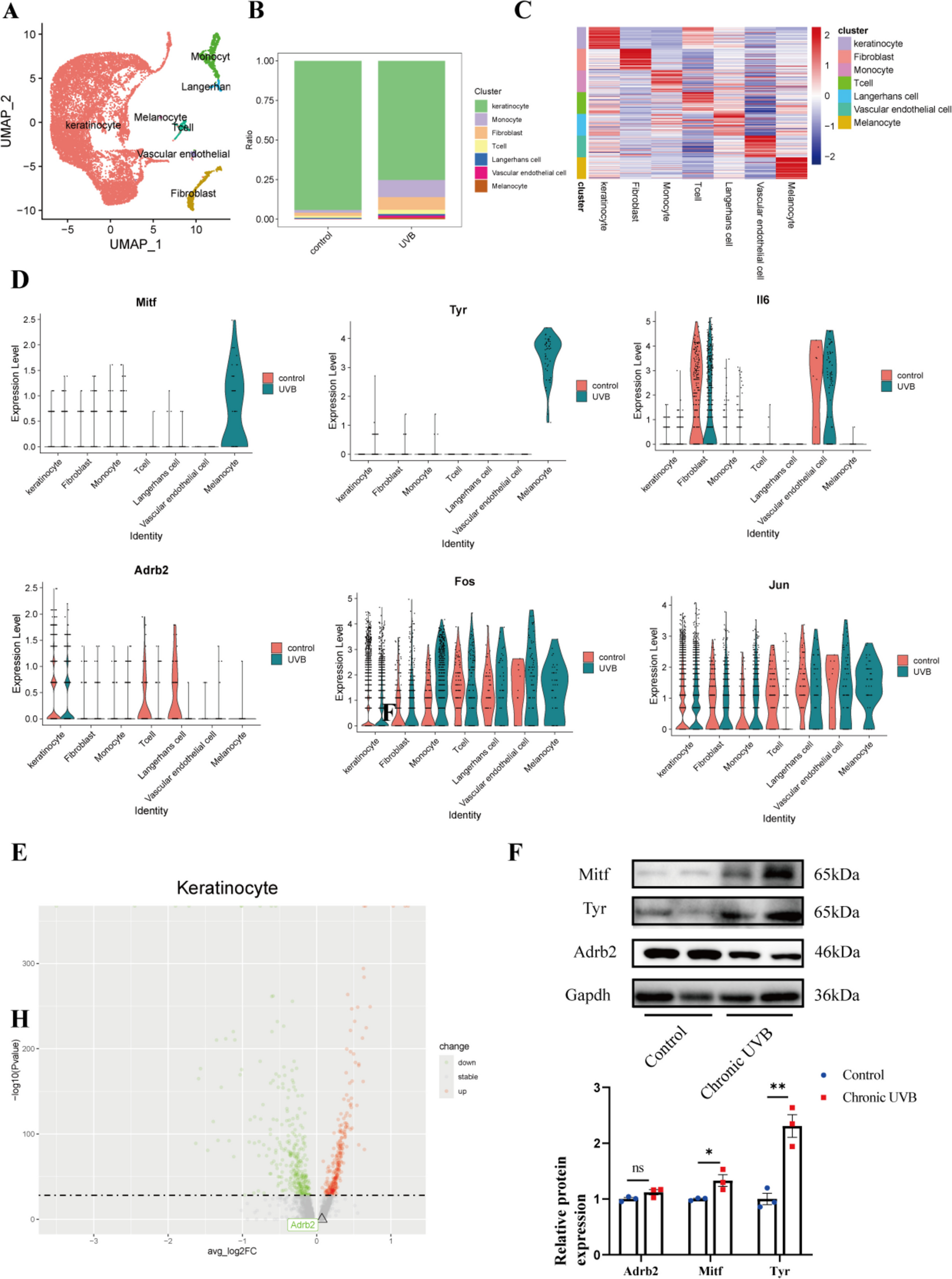 UVB Induces Sympathetic Nervous System Activation and Norepinephrine Secretion to Regulate The Skin Color of Mice Through the β2-AR/AP-1 Pathway in Epidermal Keratinocytes