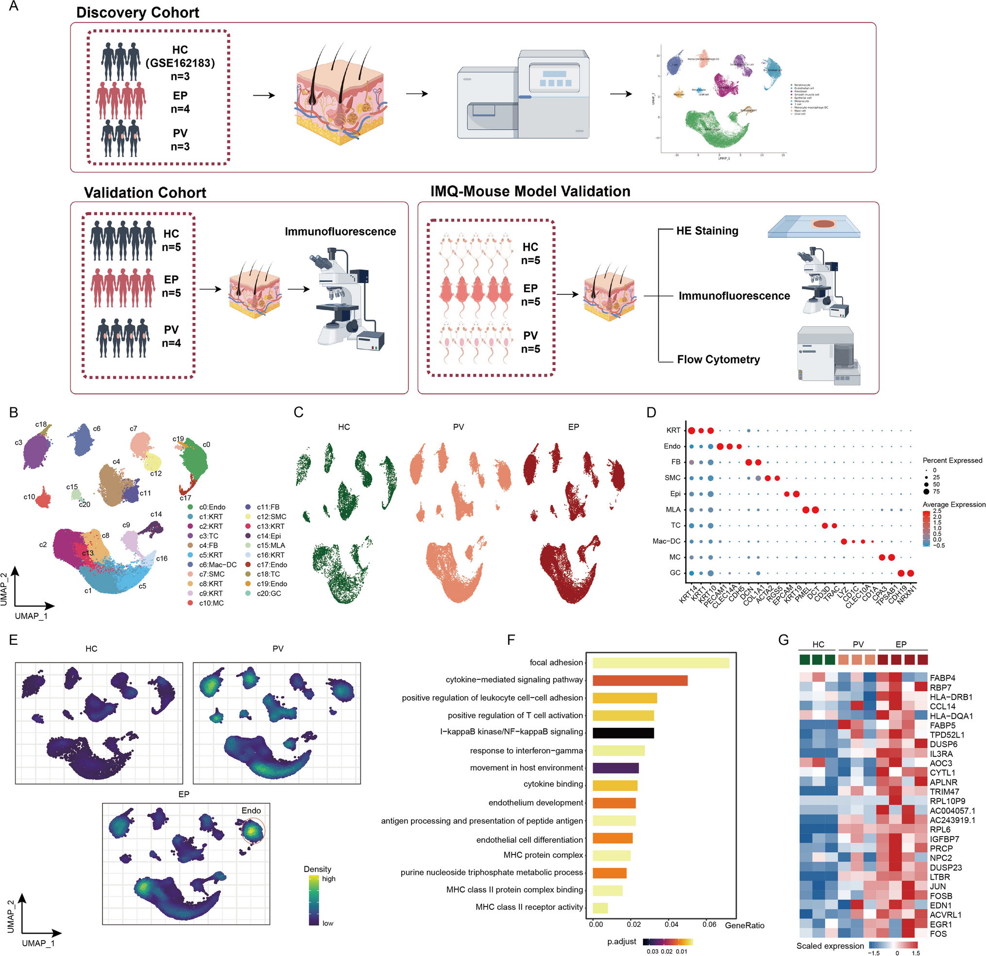 Single-Cell RNA-seq Reveals Increased and Activated Post-Capillary Venule Endothelial Cells in Erythrodermic Psoriasis