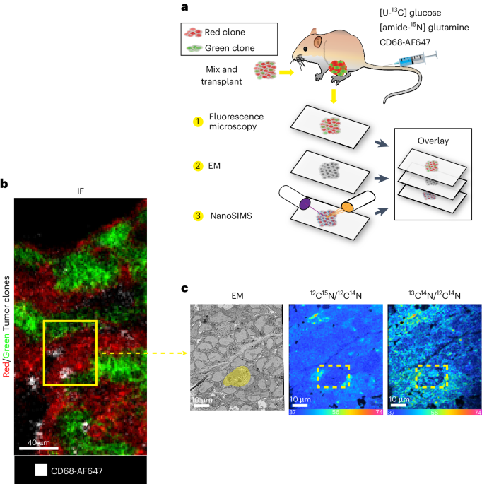 A multimodal imaging pipeline to decipher cell-specific metabolic functions and tissue microenvironment dynamics