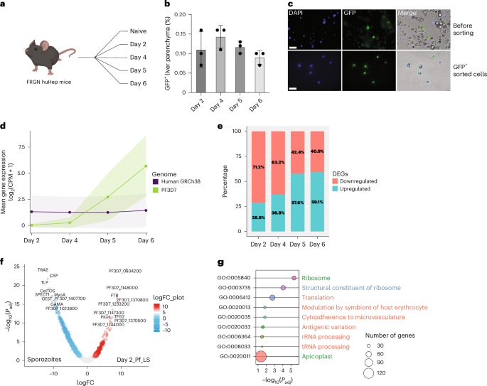 Genome-wide gene expression profiles throughout human malaria parasite liver stage development in humanized mice