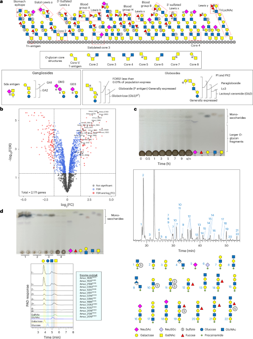 Carbohydrate-active enzymes from Akkermansia muciniphila break down mucin O-glycans to completion
