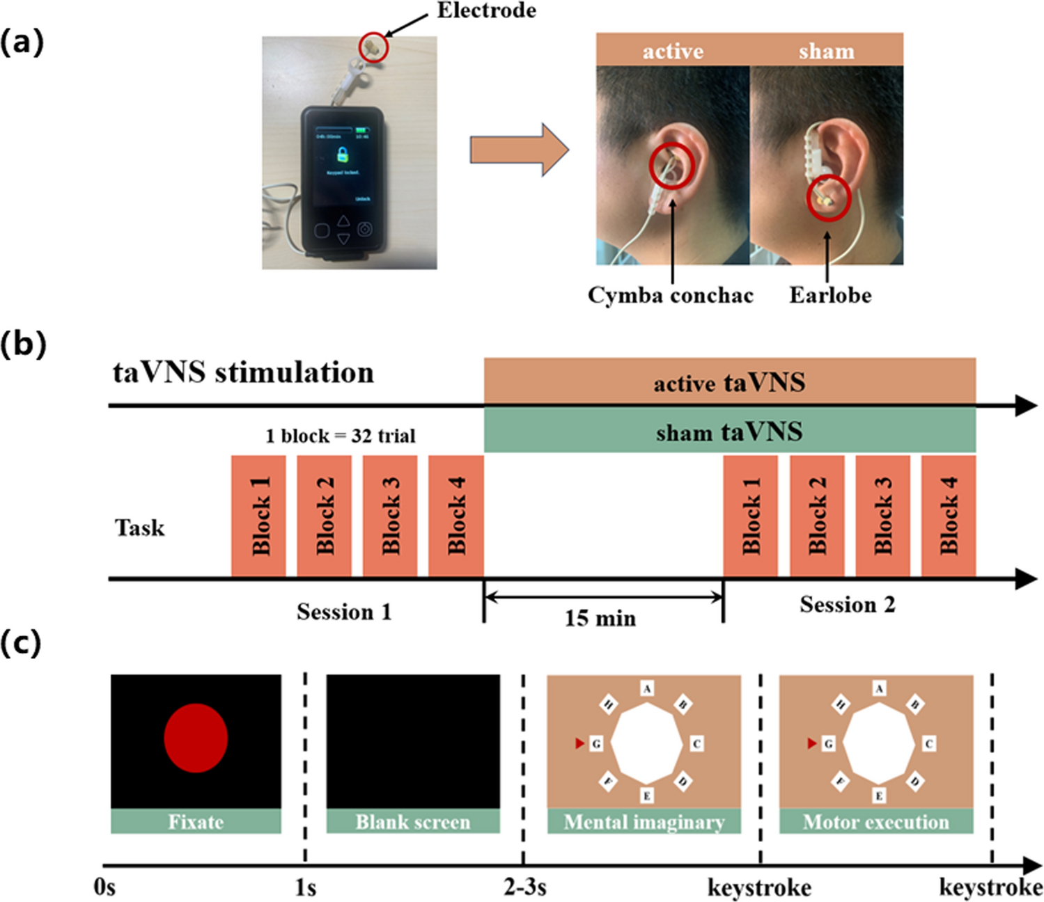 Effects of transcutaneous auricular vagus nerve stimulation (taVNS) on motor planning: a multimodal signal study
