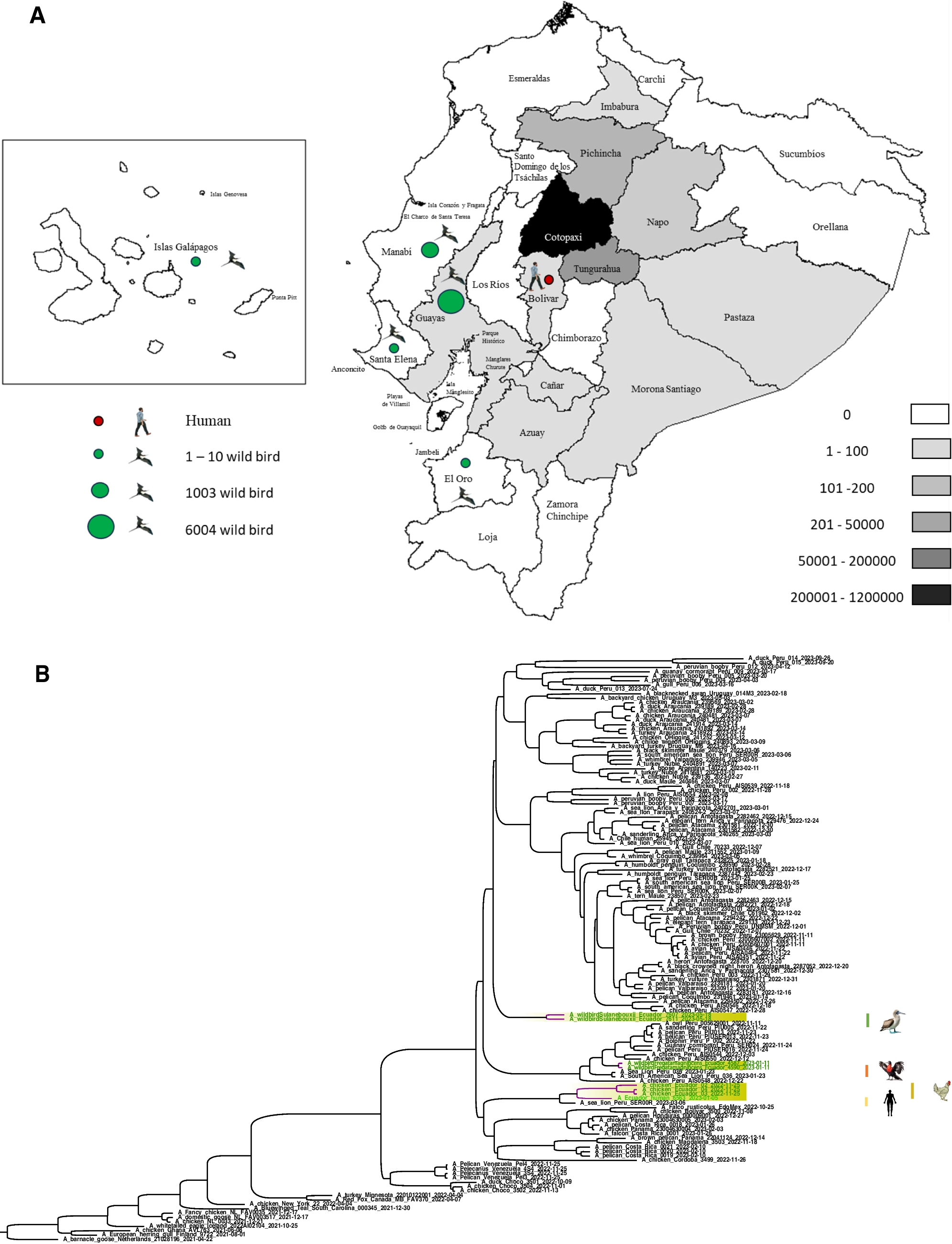 Highly Pathogenic Avian Influenza A (H5N1) Virus Outbreak in Ecuador in 2022–2024