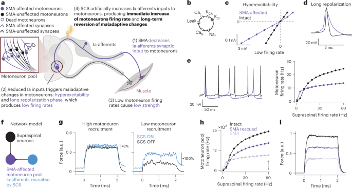 First-in-human study of epidural spinal cord stimulation in individuals with spinal muscular atrophy