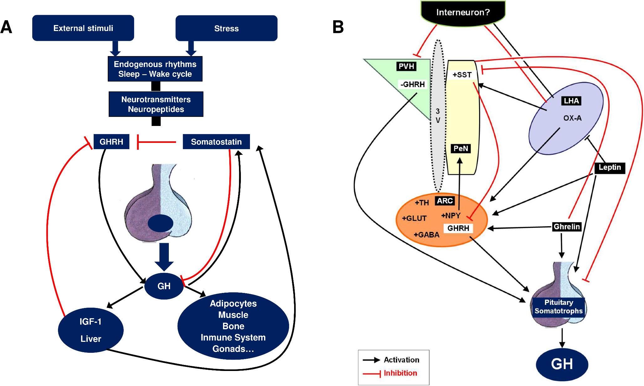 Hypothalamic GHRH