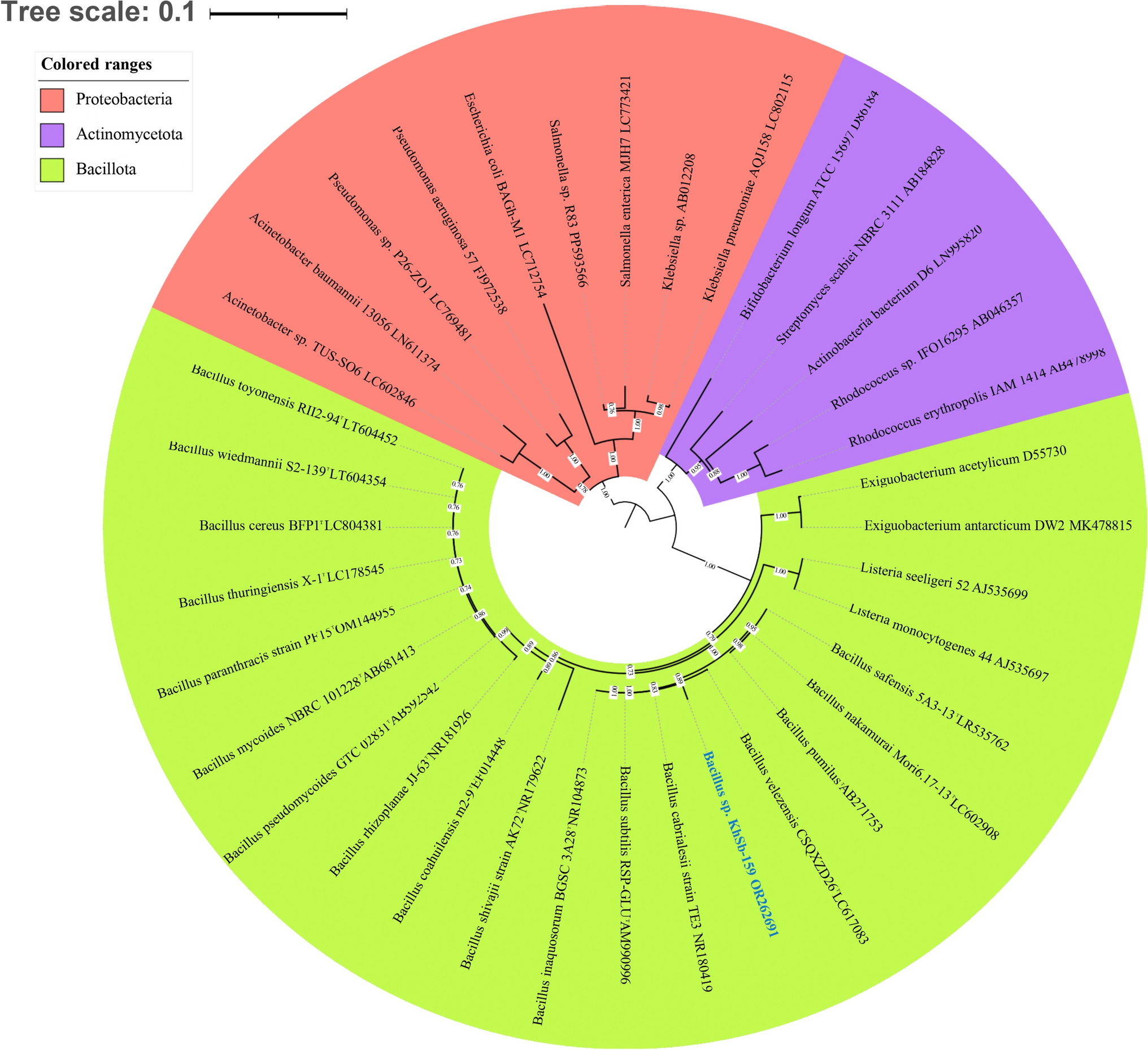The Rhizospheric Alkali-Halotolerant Bacillus sp. KhSb-159 Enhanced Growth Parameters of the Mung Bean Crop