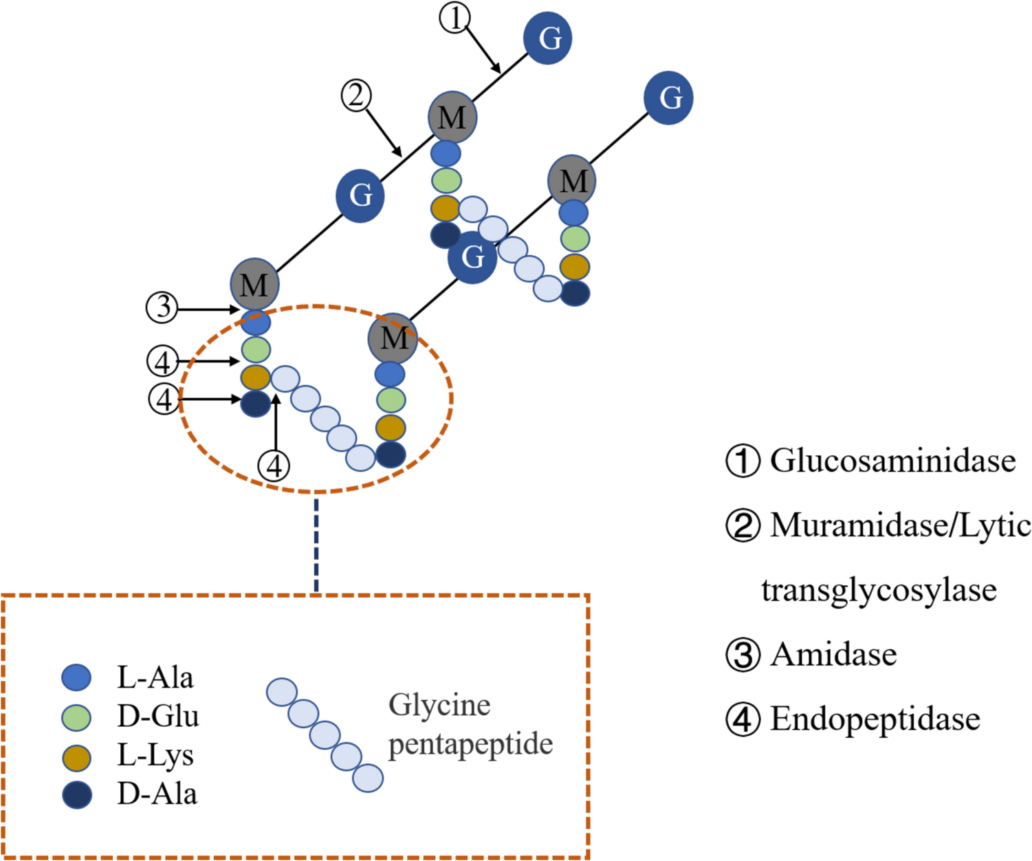 Overexpressing Endopeptidase Inhibitor IseA Enhances Biomass and Biochemical Production of Bacillus licheniformis