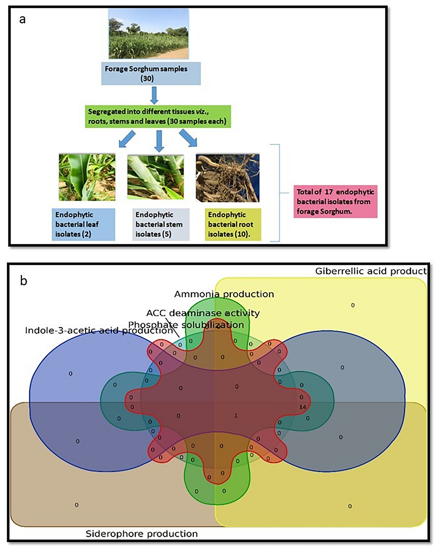 Characterization, Identification, and Biosafety Evaluation of Multifaceted Traits of Plant Growth-Promoting Endophytes for Ameliorating Productivity of Forage Sorghum