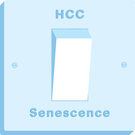 MASH-induced senescence and liver cancer