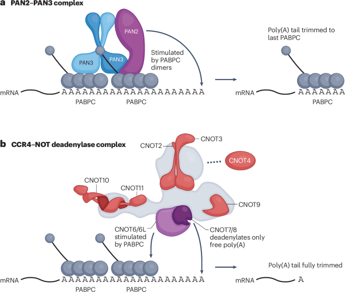 Cytoplasmic mRNA decay and quality control machineries in eukaryotes