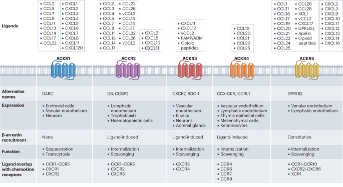 Inclusion of ACKR5 in the systematic nomenclature of atypical chemokine receptors