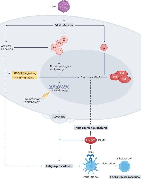 Treatment strategies in human papillomavirus-related advanced penile cancer