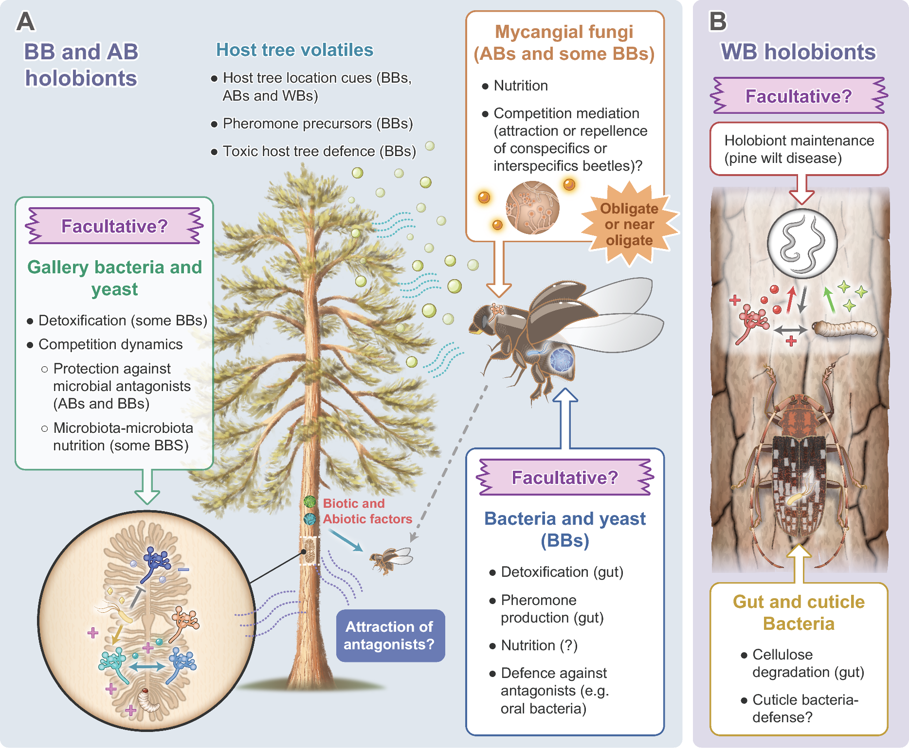 Chemical interactions under the bark: bark-, ambrosia-, and wood-boring beetles and their microbial associates