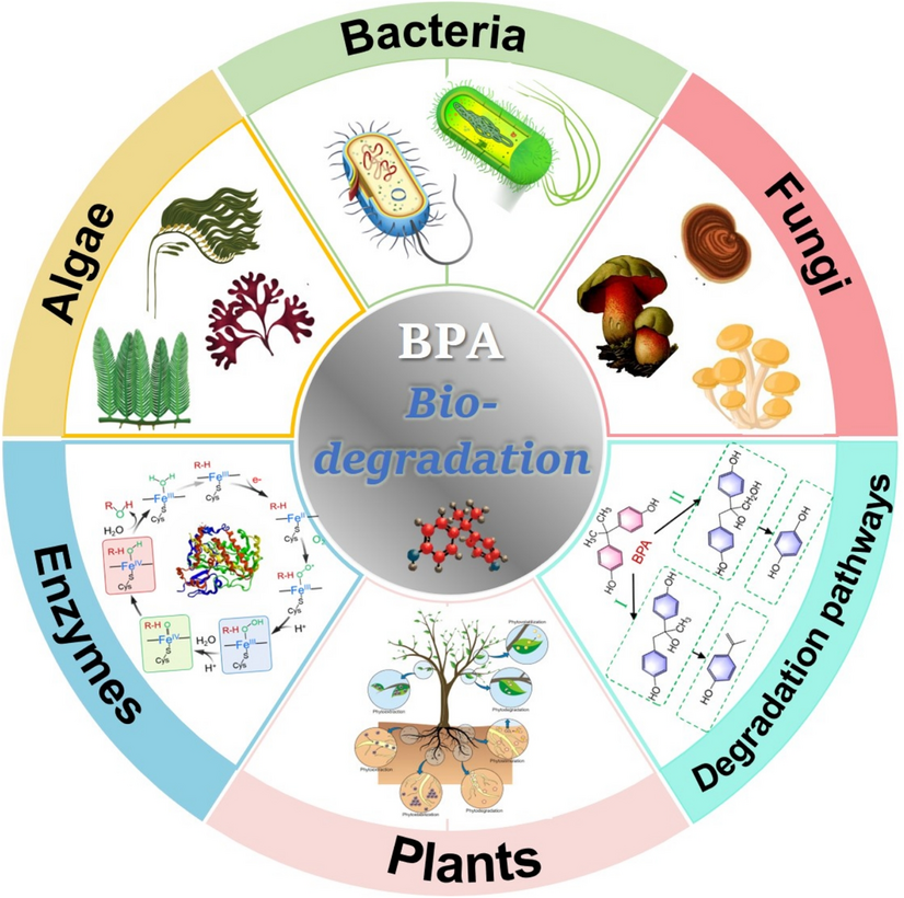 Biological strategies for Bisphenol A degradation: mechanisms and pathways
