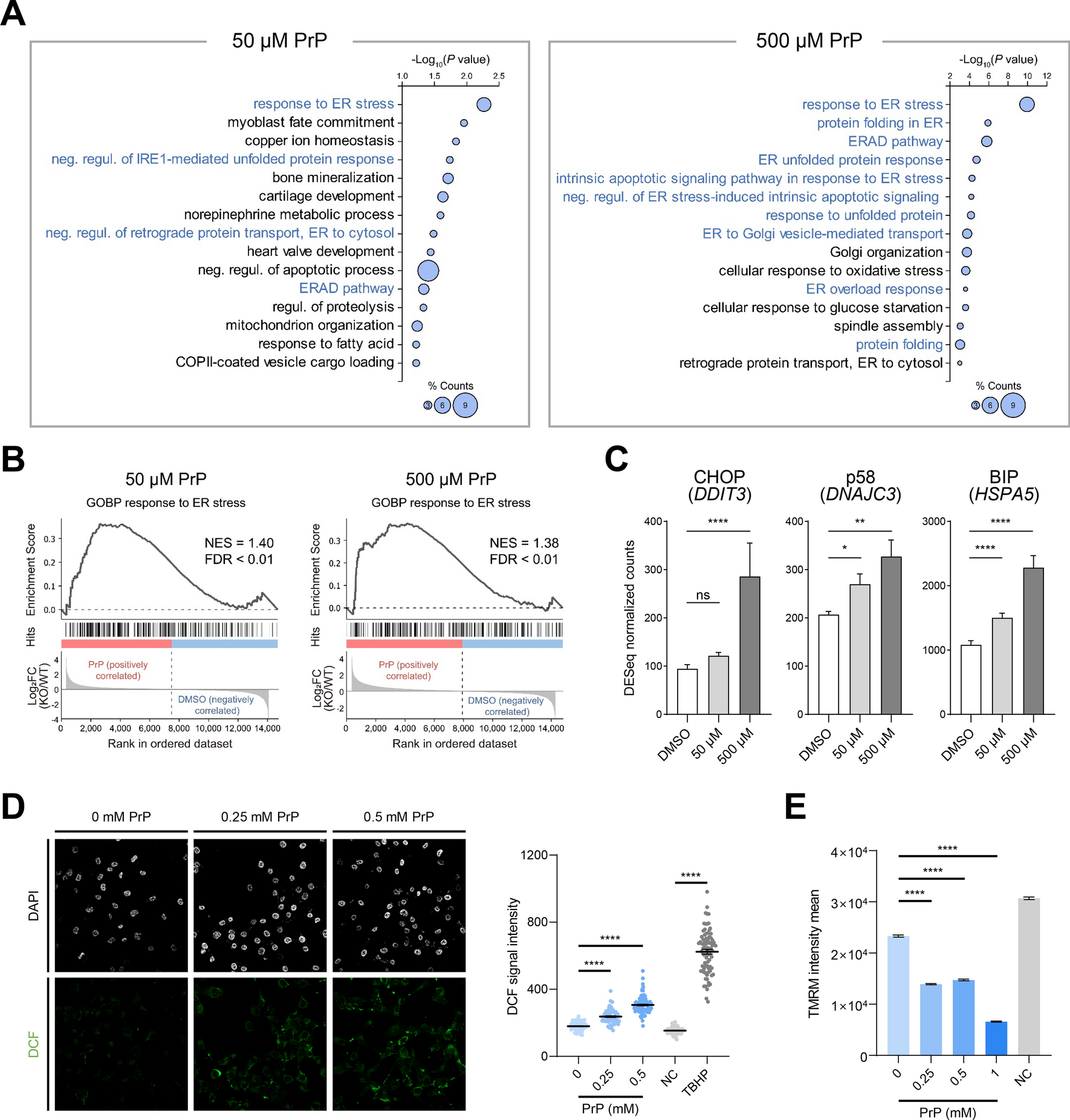 Propylparaben-induced endoplasmic reticulum stress triggers G2/M phase cell cycle arrest and initiates caspase-3-dependent apoptosis in human lung cells