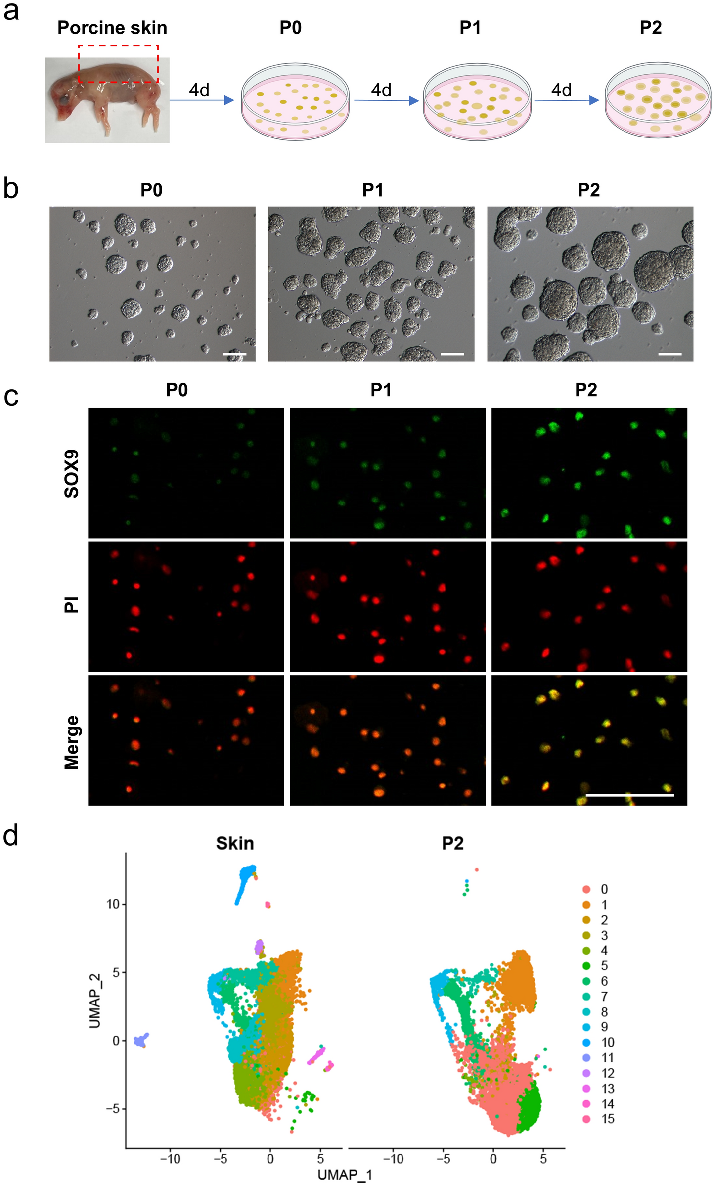 mTORC1 regulates the proliferation of SOX9+ porcine skin-derived stem cells (pSDSCs) by promoting S6K phosphorylation