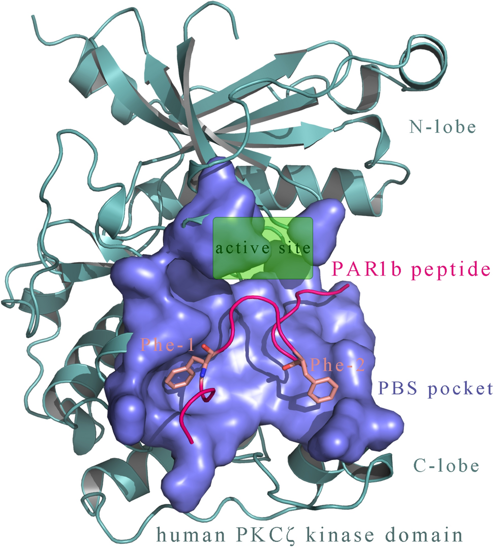 Competitive Disruption of the Intermolecular Interaction Between Anesthetic PKC Isozyme ζ and its Cognate Substrates using Halogenated Peptidic Inhibitors with Affinity Improved by a Designer Halogen(X)/Hydrogen(H)-Bonding (dgr[XHB]) System