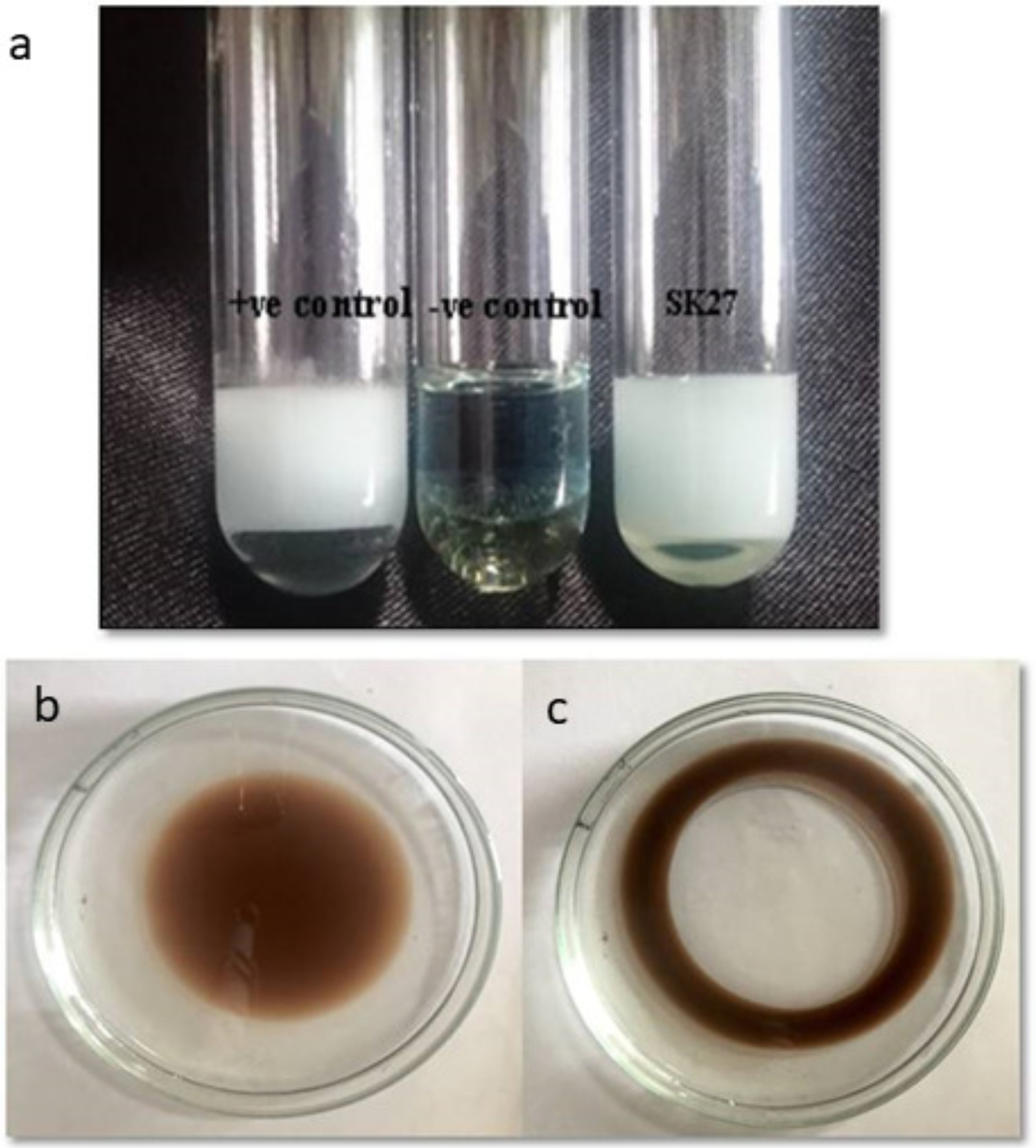 Characterization of a Cyclic Lipopeptide from a Halotolerant Bacillus amyloliquefaciens and its Bioactivity as a Fungicide and a Larvicide