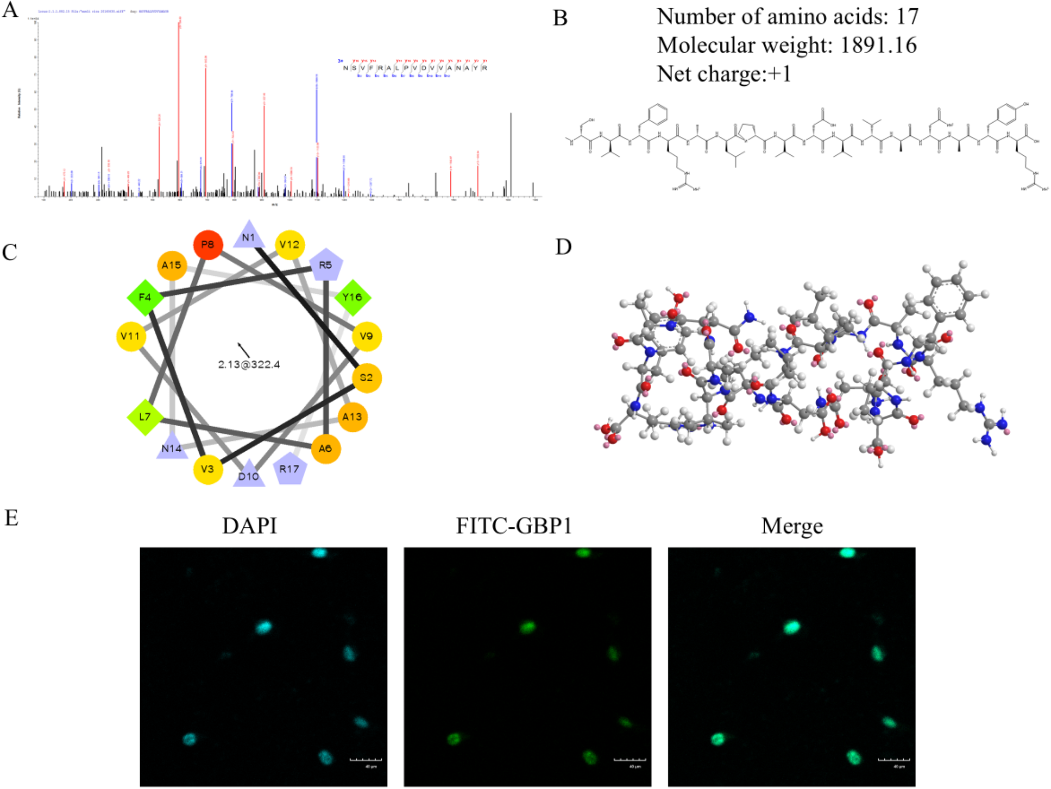 Evaluation of Immunoregulatory Functions of a Peptide From Rice: An in Silico and in Vitro Study