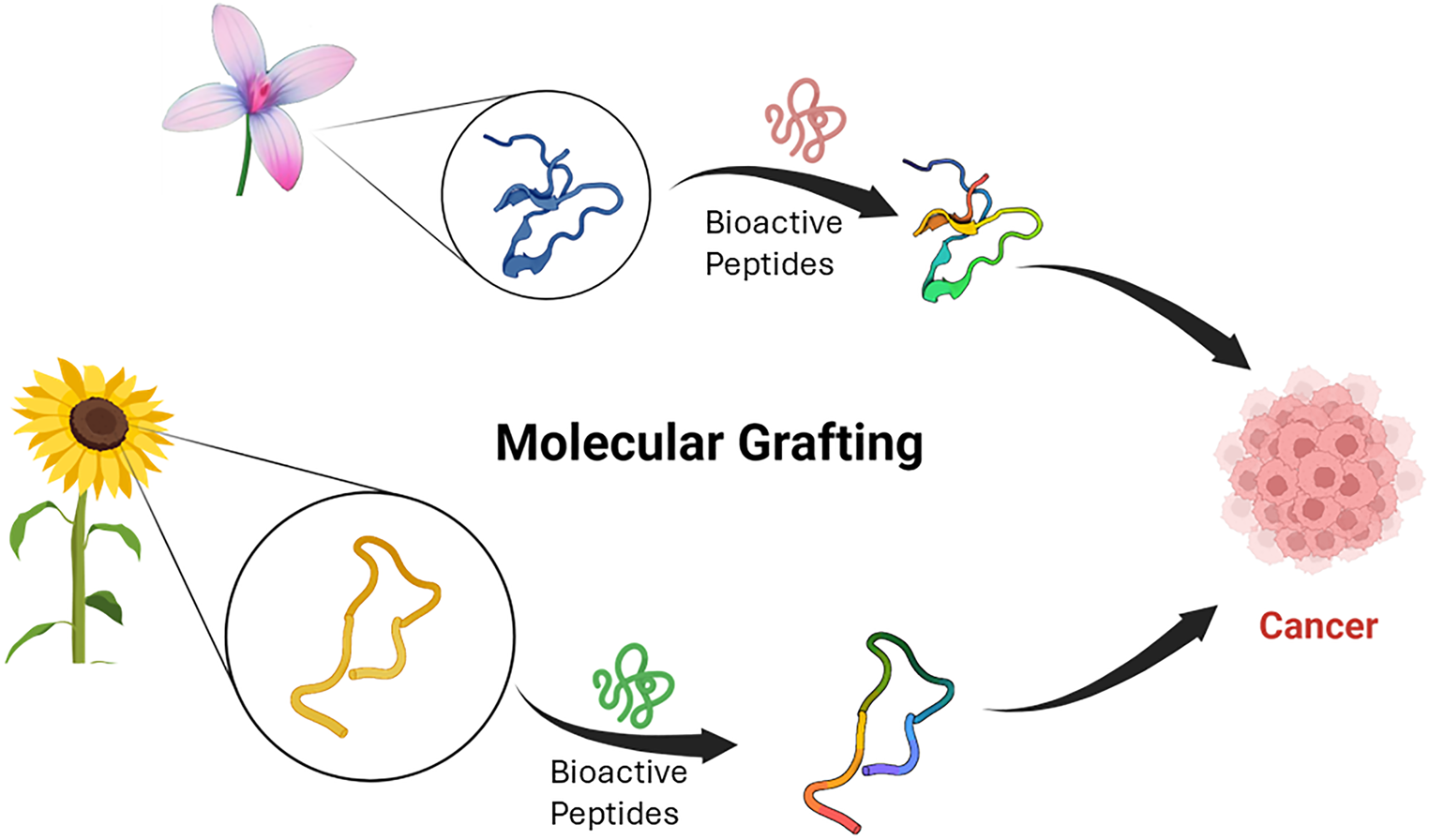 Molecular Chimera in Cancer Drug Discovery: Beyond Antibody Therapy, Designing Grafted Stable Peptides Targeting Cancer