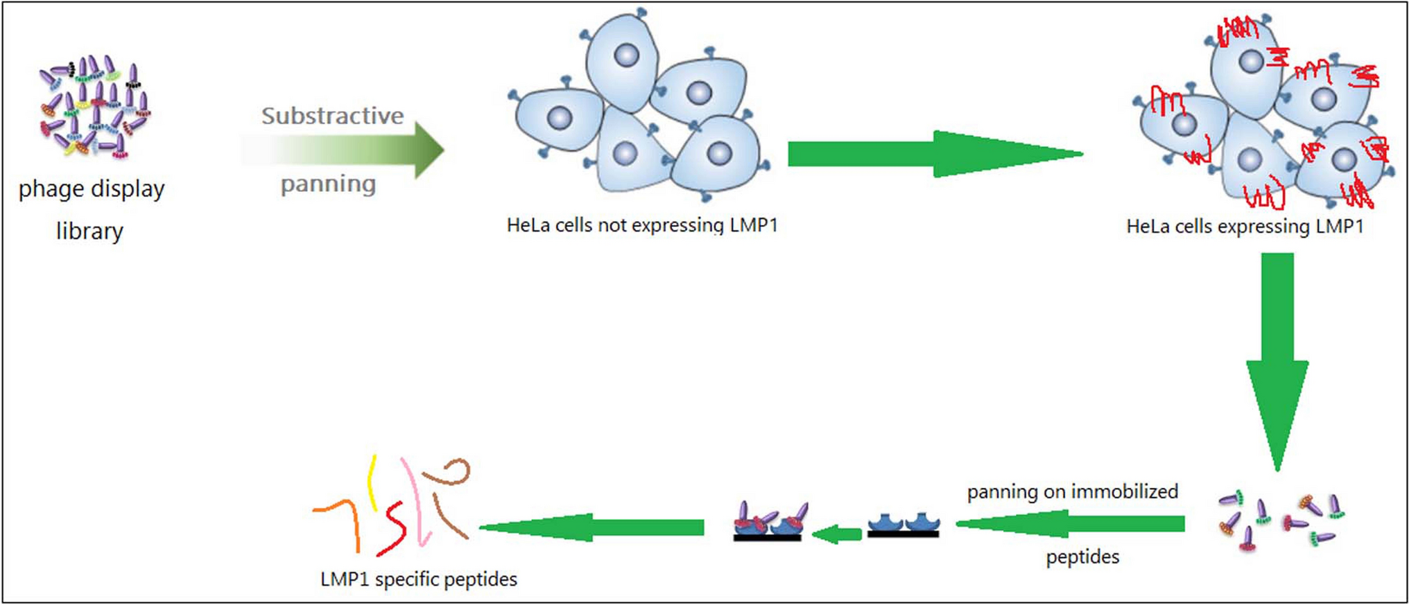 Selection of Peptides Targeting the LMP1 Oncoprotein Via Phage Display Differential Screening on Cancer Cells