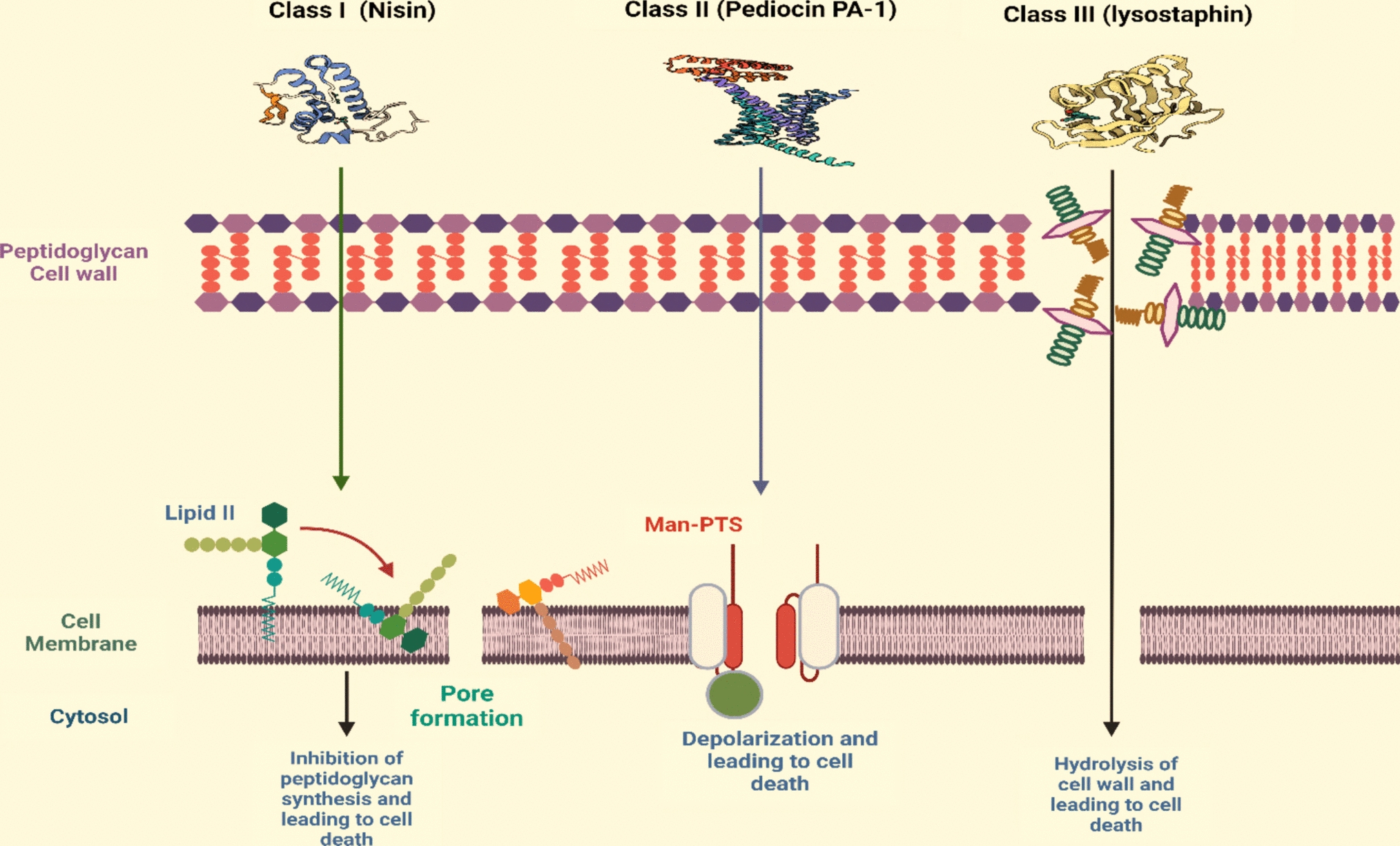An Insight into Bacteriocins for Combating Microbial Infections and Ensuring Food Safety