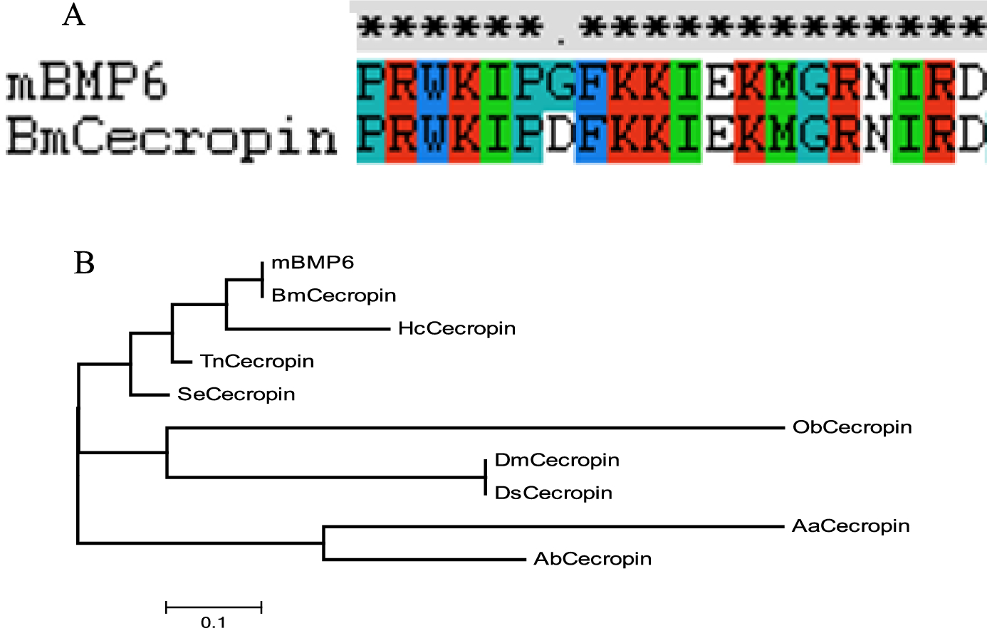 Antibacterial Effect and Network Pharmacology Mechanism of Male Bombyx mori. on Escherichia Coli