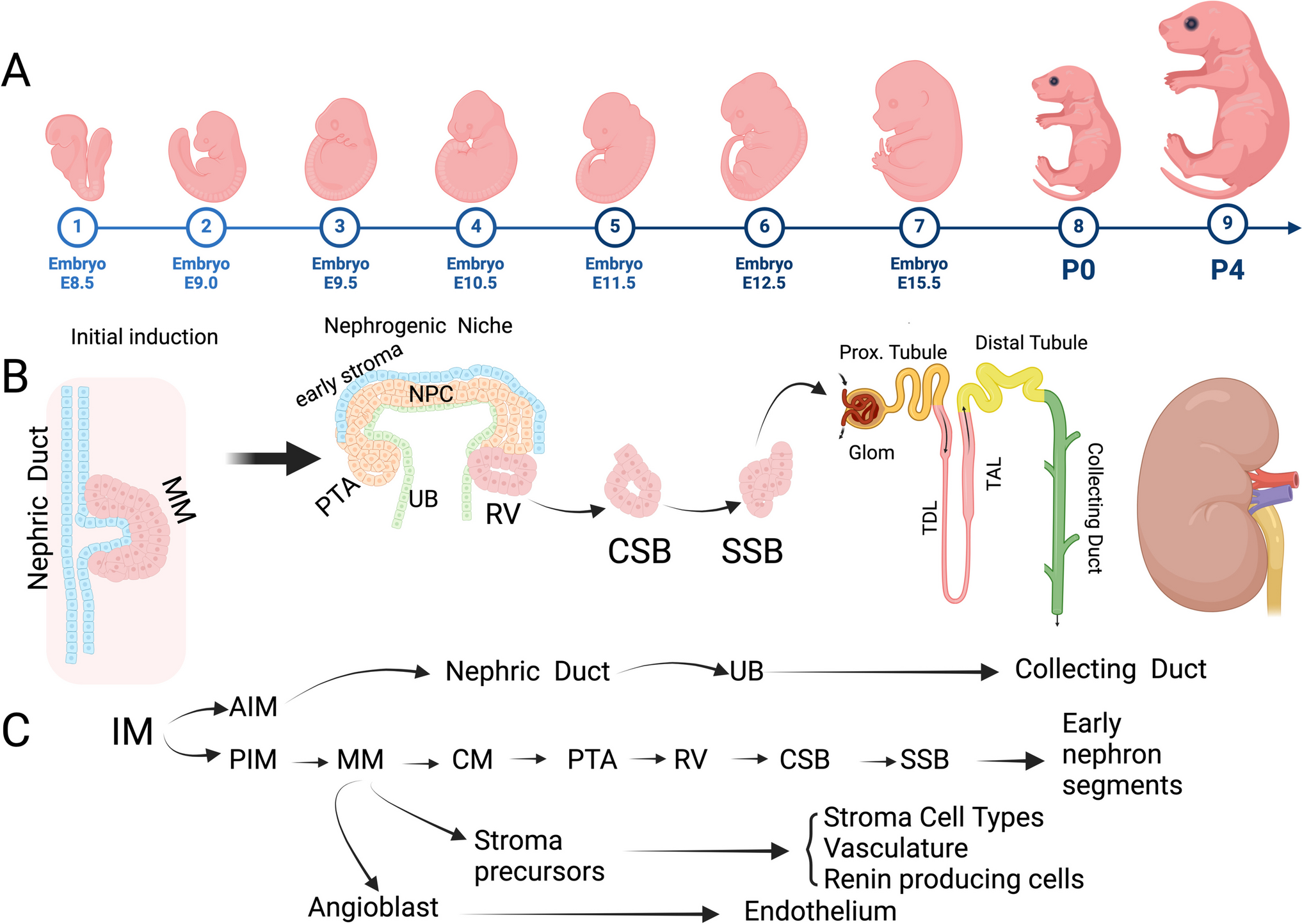 The Impact of Gestational Diabetes on Kidney Development: is There an Epigenetic Link?