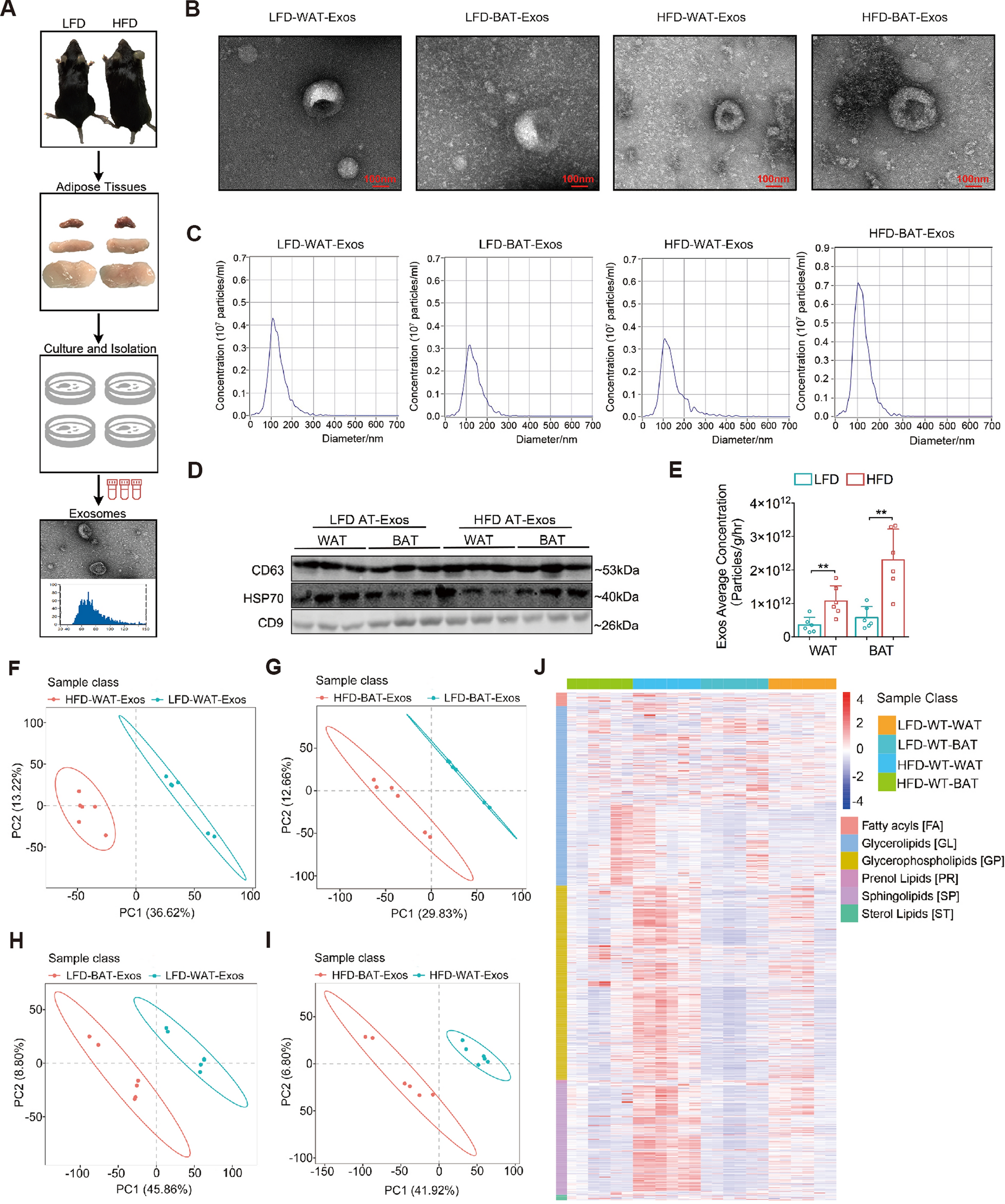 Blocking the SIRPα-CD47 axis promotes macrophage phagocytosis of exosomes derived from visceral adipose tissue and improves inflammation and metabolism in mice