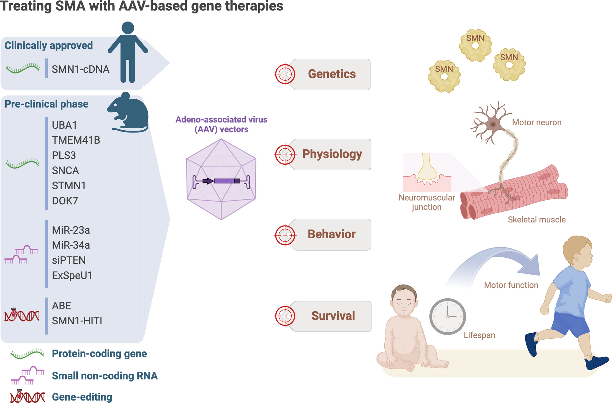 Treating neuromuscular diseases: unveiling gene therapy breakthroughs and pioneering future applications