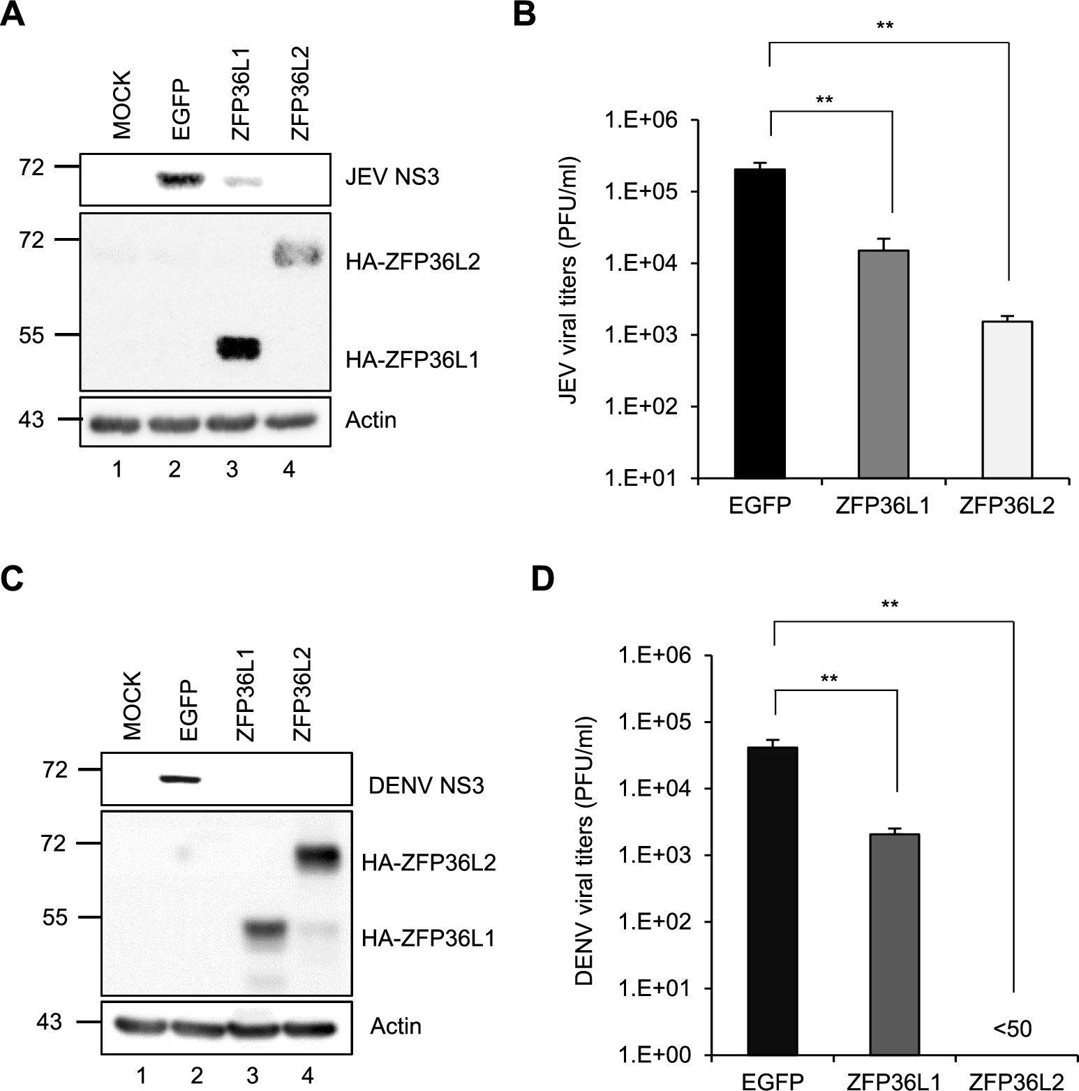The zinc finger protein ZFP36L2 inhibits flavivirus infection via the 5′-3′ XRN1-mediated RNA decay pathway in the replication complexes