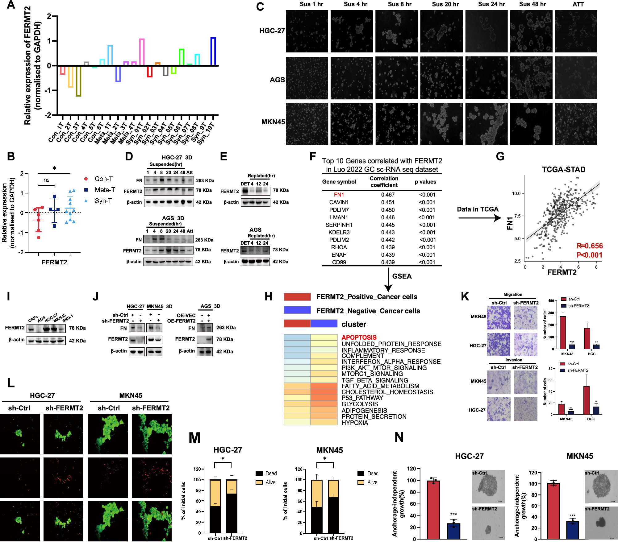 FERMT2 drives anoikis resistance and peritoneal metastasis by enhancing extracellular matrix deposition in gastric cancer