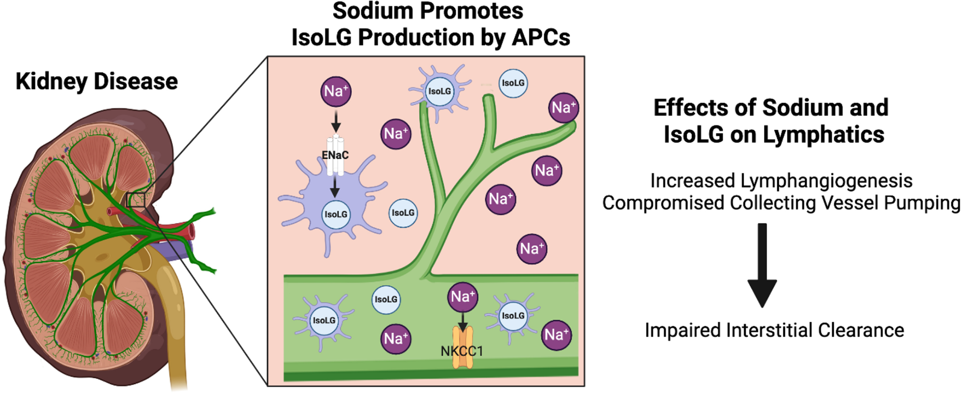 Sodium-Directed Crosstalk Between Immune Cells and Lymphatic Vessels