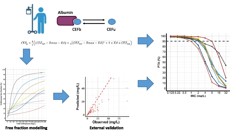 Unraveling Ceftriaxone Dosing: Free Drug Prediction, Threshold Optimization, and Model Validation