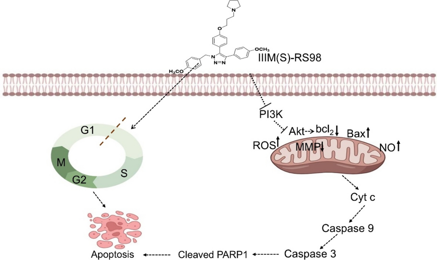 Mechanistic Approach into 1,2,3-triazoles-based IIIM(S)-RS98 Mediated Apoptosis in Lung Cancer Cells