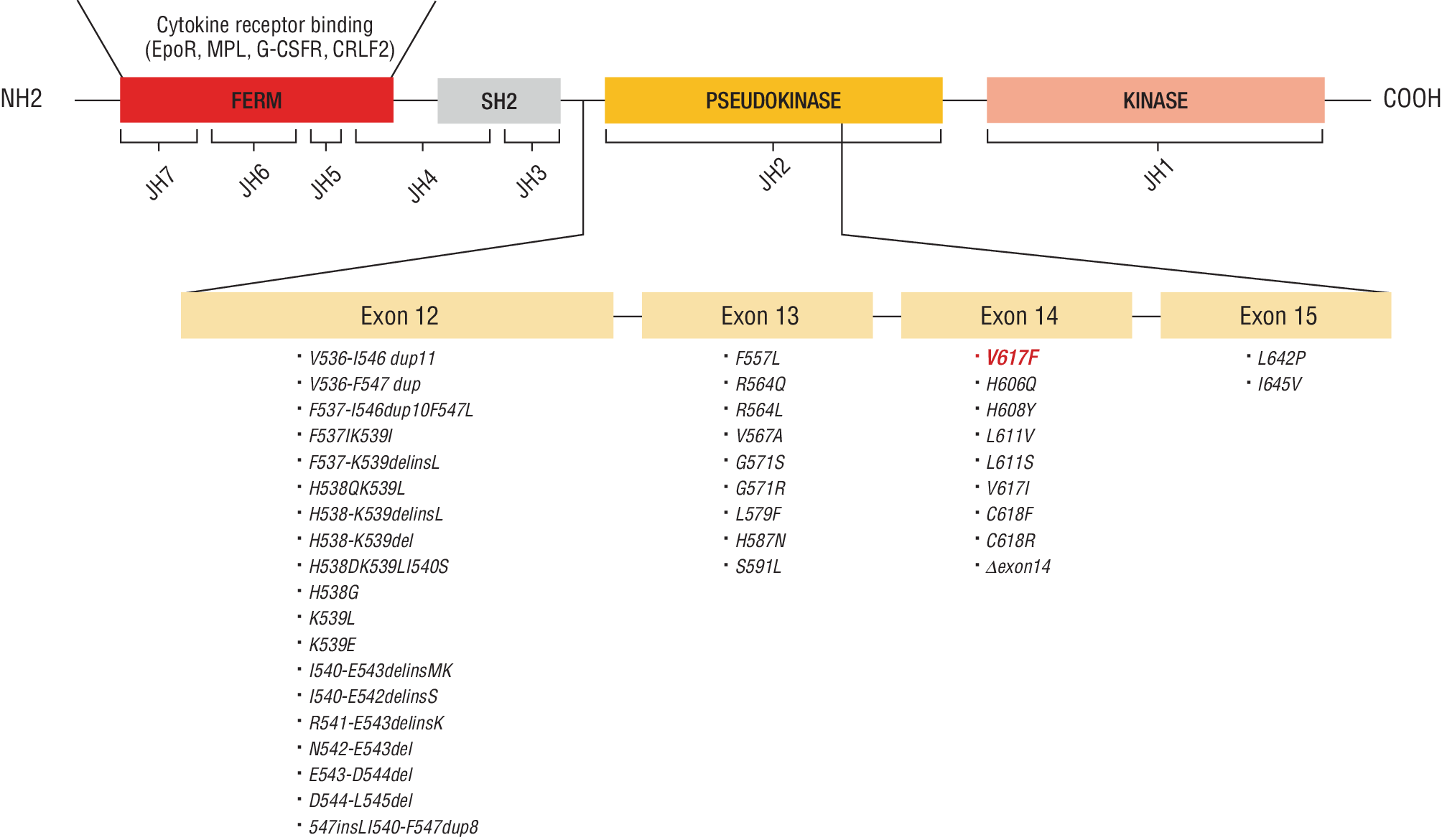 mutations in polycythemia vera: from molecular origins to inflammatory pathways and clinical implications