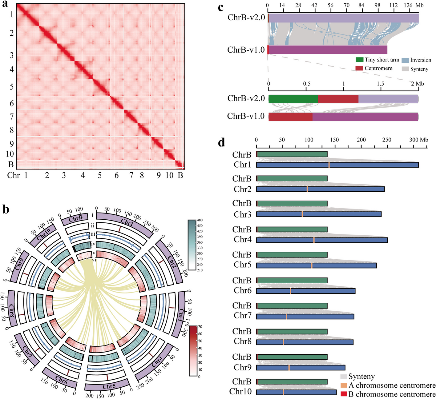 Genome assembly of the maize B chromosome provides insight into its epigenetic characteristics and effects on the host genome