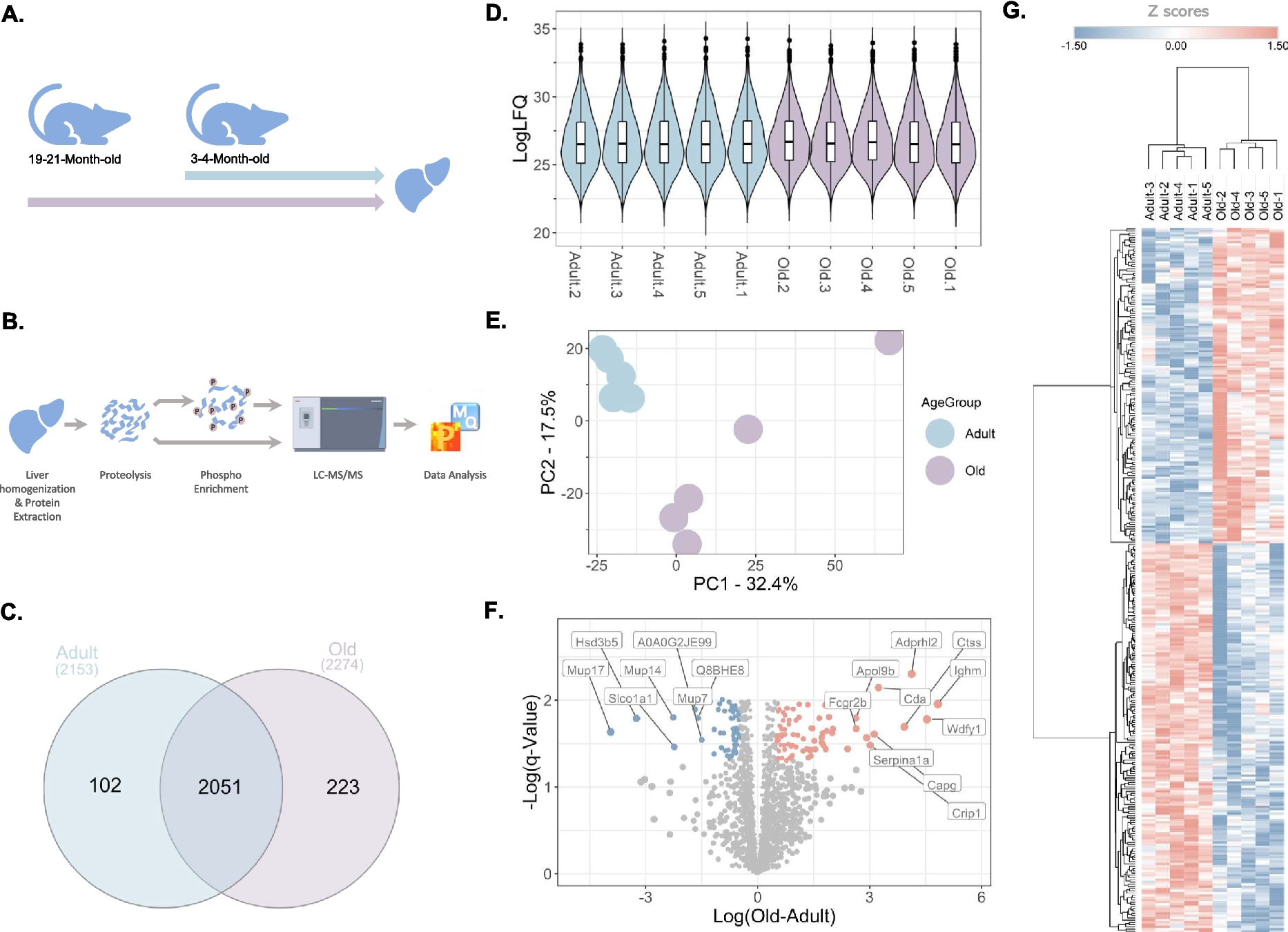 Proteomic and phosphoproteomic signatures of aging mouse liver
