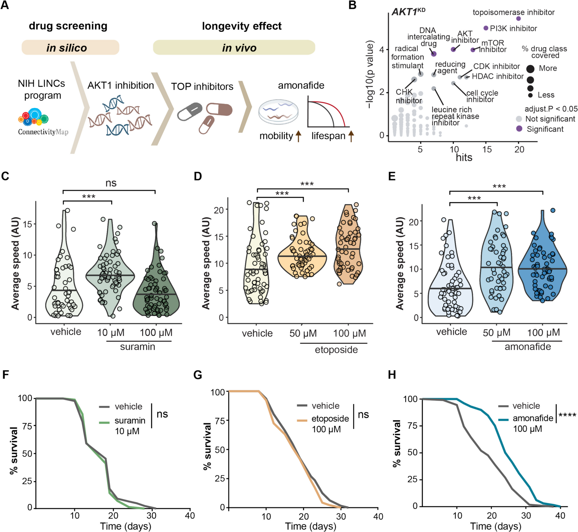 Topoisomerase inhibitor amonafide enhances defense responses to promote longevity in