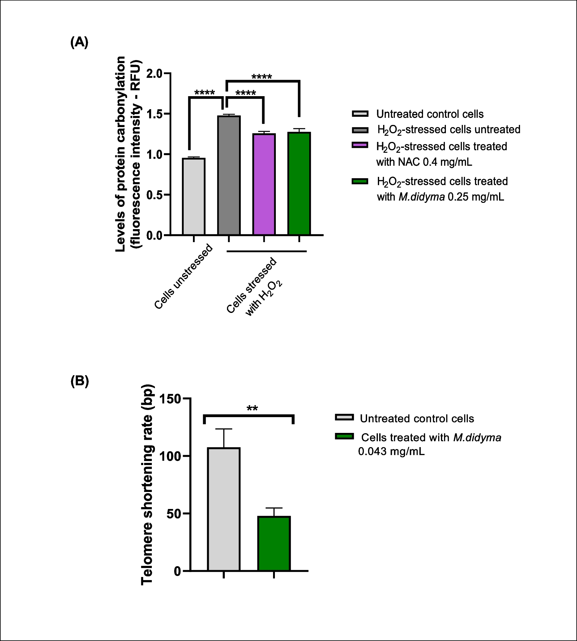 Unveiling the geroprotective potential of  L.: insights from in vitro studies and a randomized clinical trial on slowing biological aging and improving quality of life