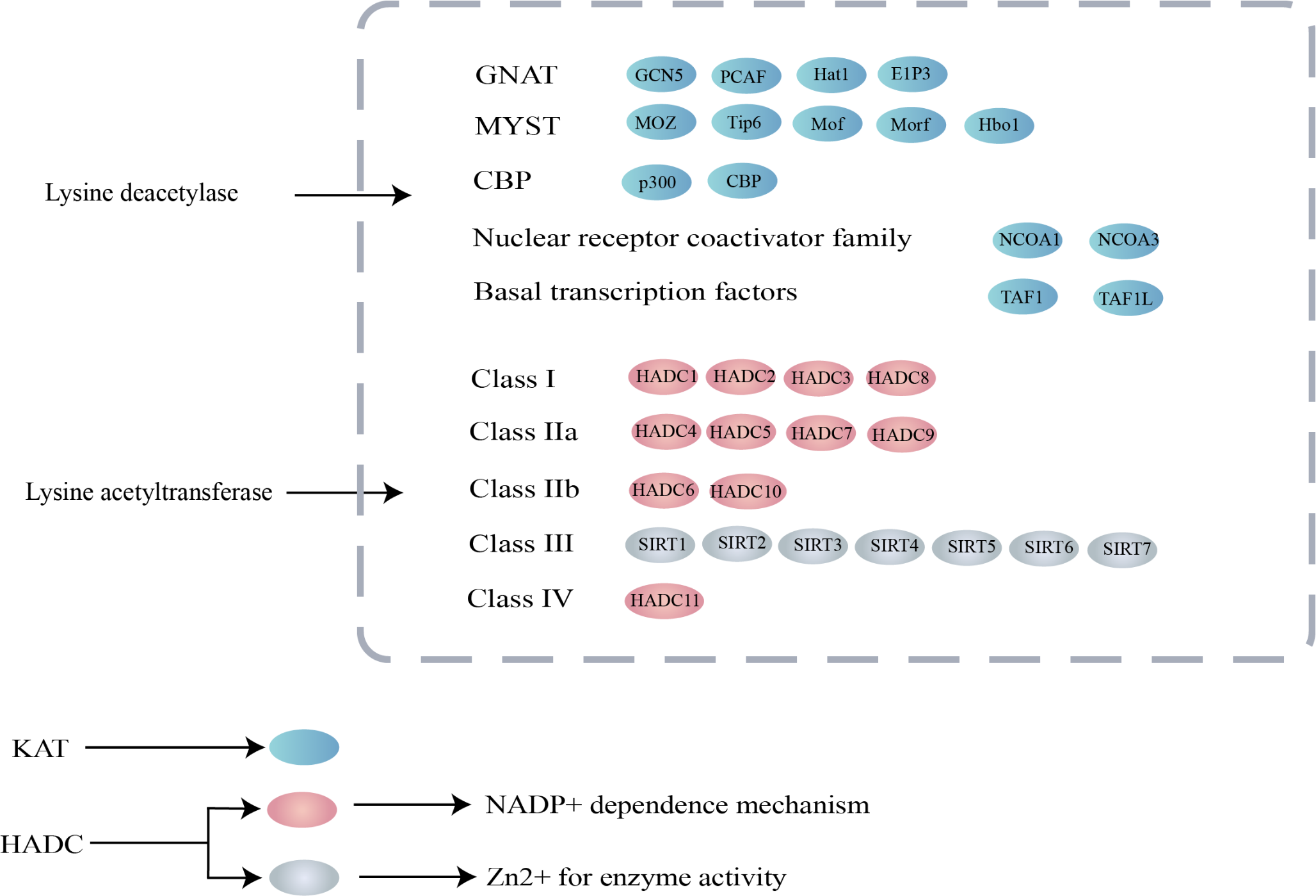 Role of Protein Lysine Acetylation in the Pathogenesis and Treatment of Obesity and Metabolic Syndrome