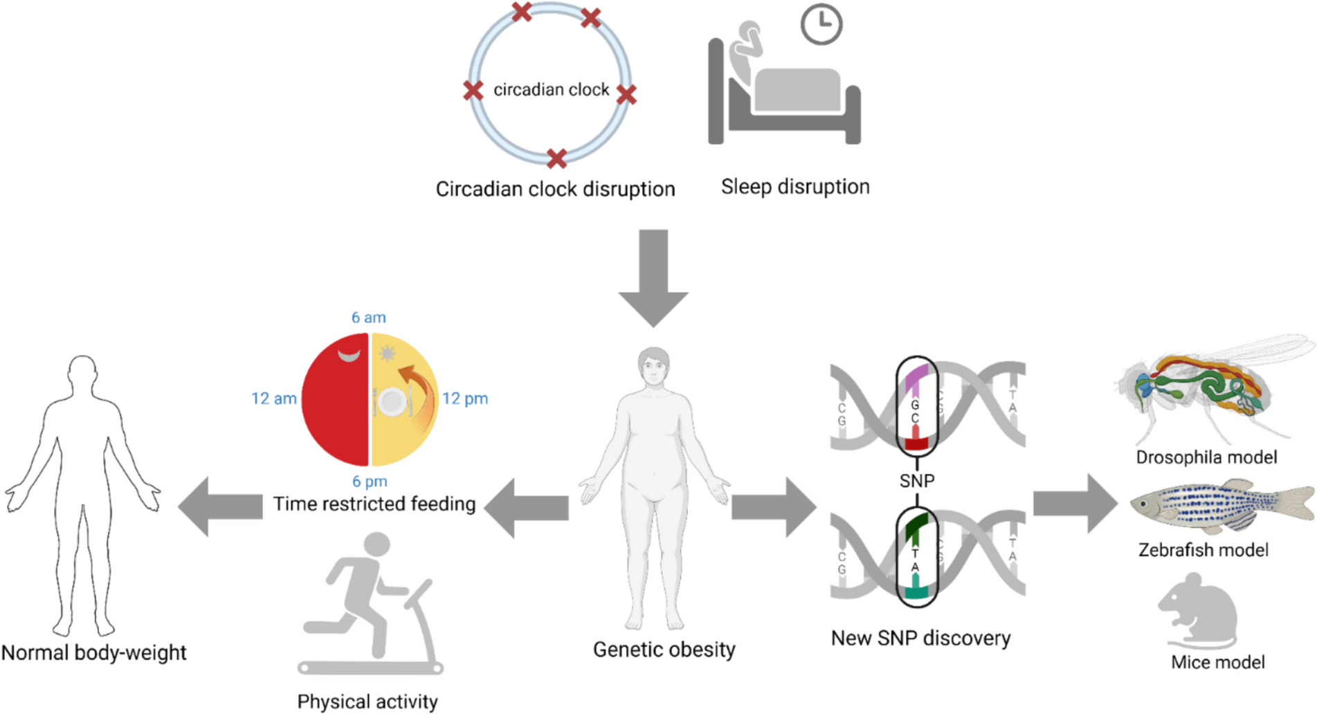 The Interplay of Genetic Predisposition, Circadian Misalignment, and Metabolic Regulation in Obesity