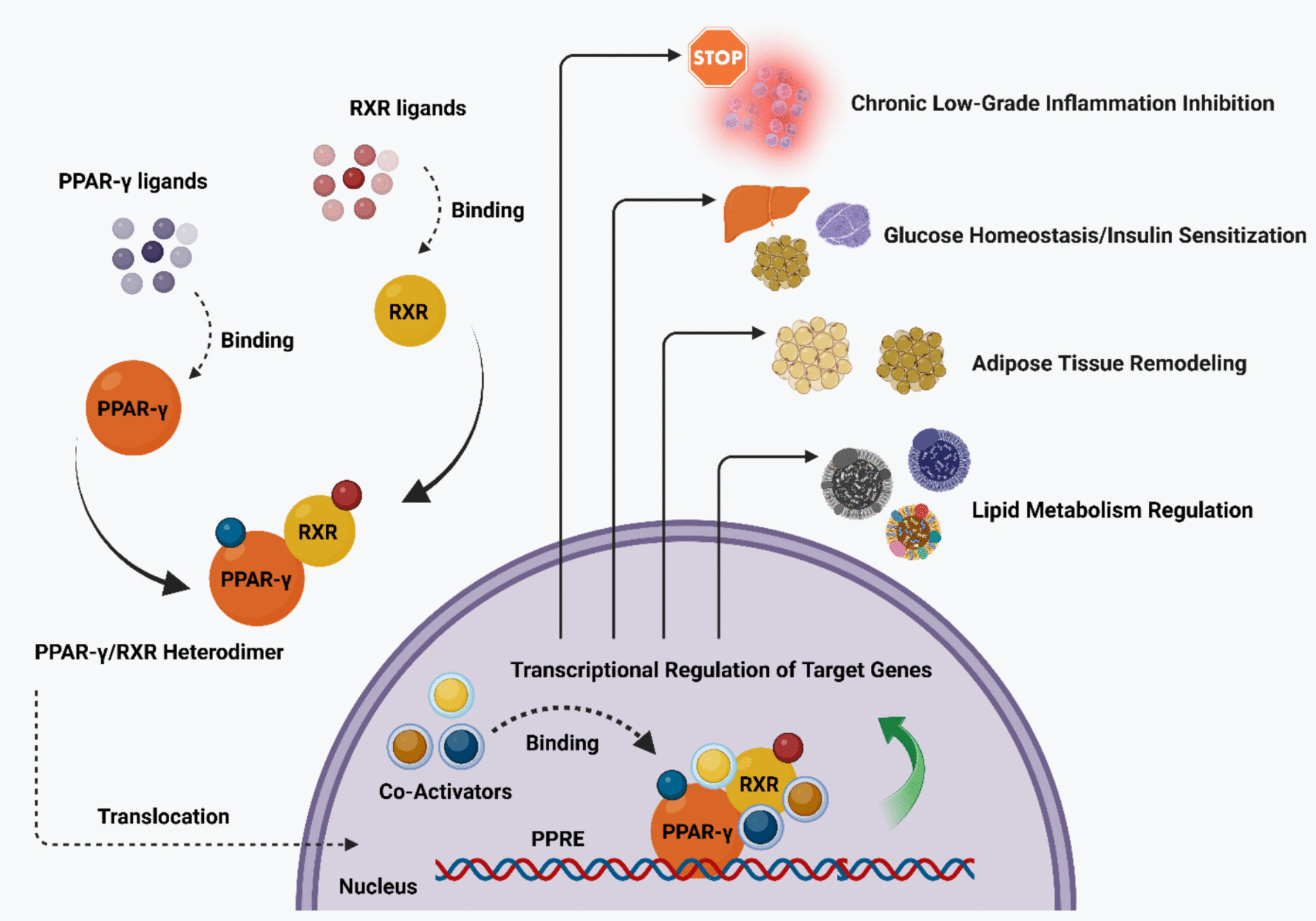 The Many Facets of PPAR-γ Agonism in Obesity and Associated Comorbidities: Benefits, Risks, Challenges, and Future Directions