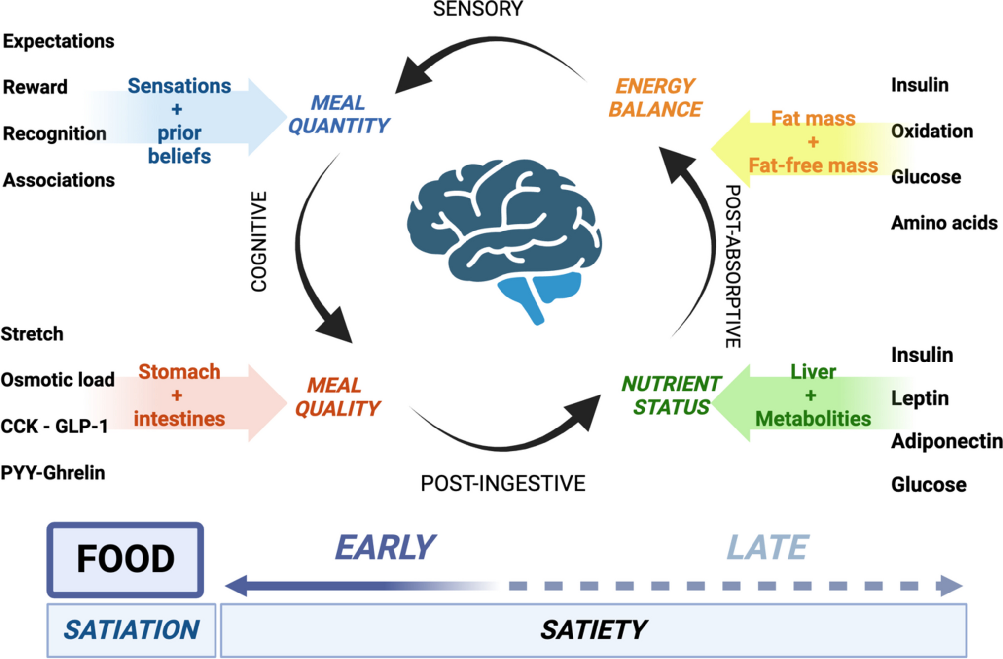Hallmarks of Appetite: A Comprehensive Review of Hunger, Appetite, Satiation, and Satiety