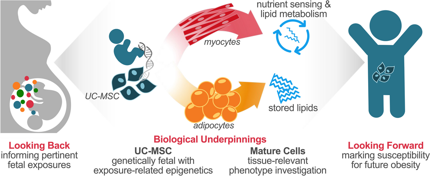 New Frontiers: Umbilical Cord Mesenchymal Stem Cells Uncover Developmental Roots and Biological Underpinnings of Obesity Susceptibility
